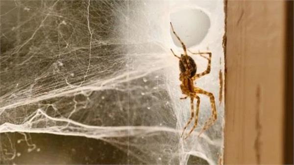मकड़ी के जाले से हमेशा के लिए मिलेगा छुटकारा, जानिए जादुई  आसान तरीका