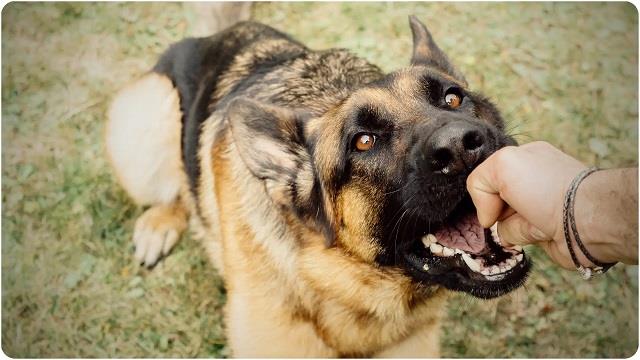 रेबीज सिर्फ कुत्ते से नहीं, इन जानवरों से भी फैल सकता है, भूलकर भी न करें इग्नोर