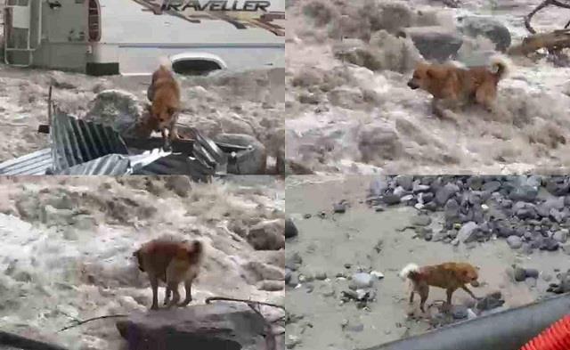 ब्यास नदी के उफान में कुत्ता फरिश्ता बनकर आया, टापू पर फंसी थीं 30 गायें,  कुत्ते की भौंक से बची जान