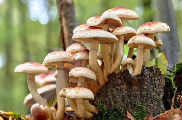 मौत का मशरूम! पहला नवाला खाते ही बाप और बेटी की चली गई जान