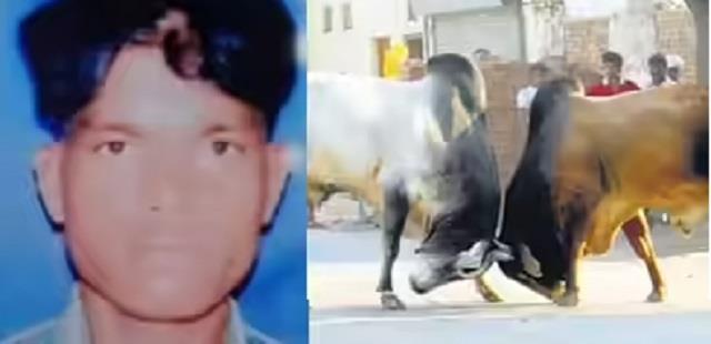 दो सांडों की लड़ाई  में गई युवक की जान, तालाब में गिरा, बुखार की दवा लेने निकला था मनोज