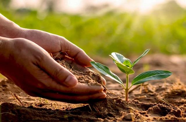 पितरों की कृपा पाने के लिए पितृ पक्ष में लगाएं ये पांच पौधे, घर में आएगी खुशियां