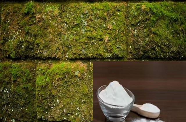 10 रुपये के पाउडर से मिनटों में हटेगी काई, पेंट कराने से पहले जरूर करें ये काम वरना पैसे होंगे बर्बाद