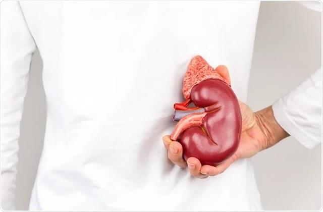 एक Kidney के साथ भी जी सकते हैं एकदम Normal Life! बस चोट से बचाकर रखें इसे