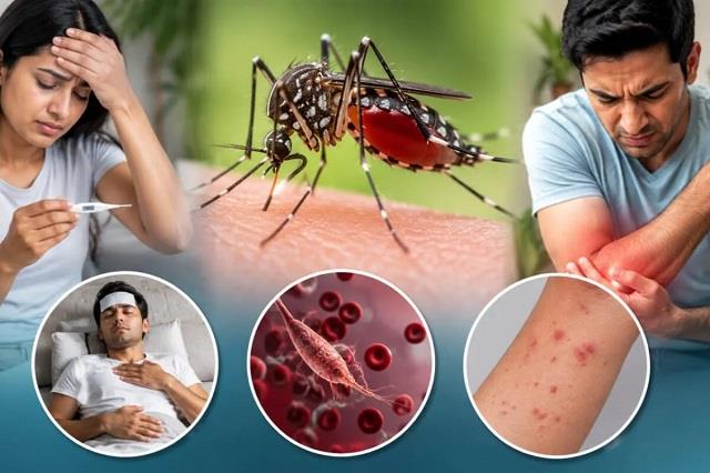 डेंगू में प्लेटलेट्स गिरते ही न घबराएं, इन लक्षणों पर ध्यान देना ज्यादा जरूरी