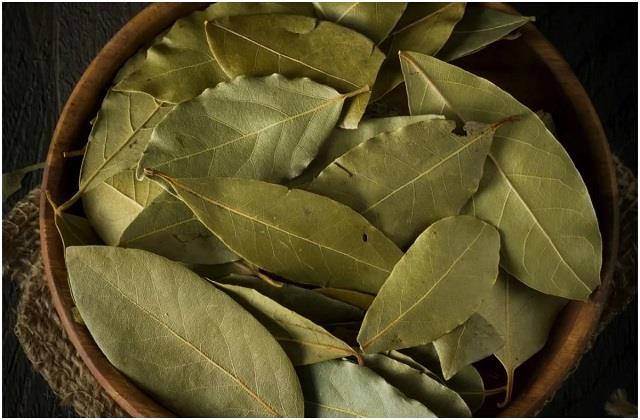 ब्लड शुगर से लेकर इन बीमारियों के लिए फायदेमंद हैं तेजपत्ता