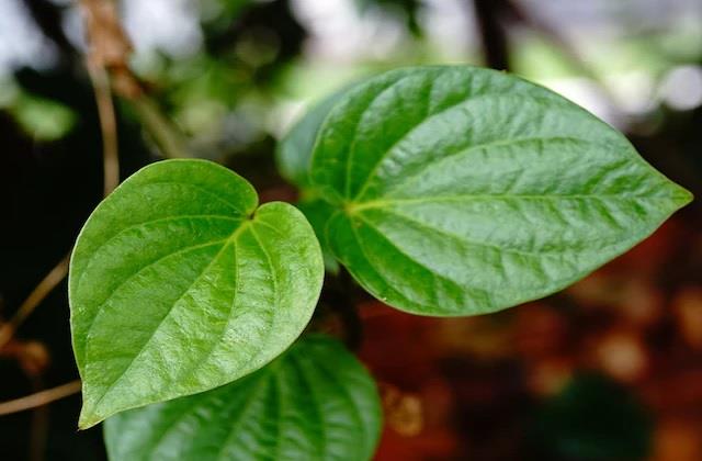 सर्दियों में सेहत के लिए वरदान है पान, पाचन से लेकर सर्दी-जुकाम तक में देता है राहत