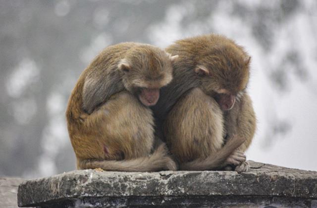 जम गया दिल्ली , हरियाणा और पंजाब, इस बार शिमला से ज्यादा यहां क्यों है ठंड?