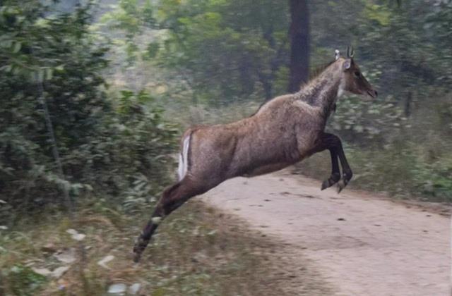 दर्दनाक हादसा: चलती कार में कूदी नीलगाय,  पैर लगते ही 4 साल की बच्ची की हुई मौत