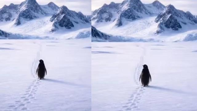 सोशल मीडिया पर Penguin वाला वीडियो क्यों हो रहा है वायरल? कहानी सुनोगे तो रो दोगे