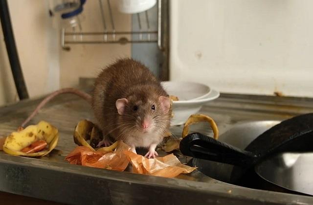 सिर्फ 10 रुपये में चूहे भगाने का ये देसी जुगाड़ अपनाएं, चूहों से हमेशा के लिए होगा छुटकारा