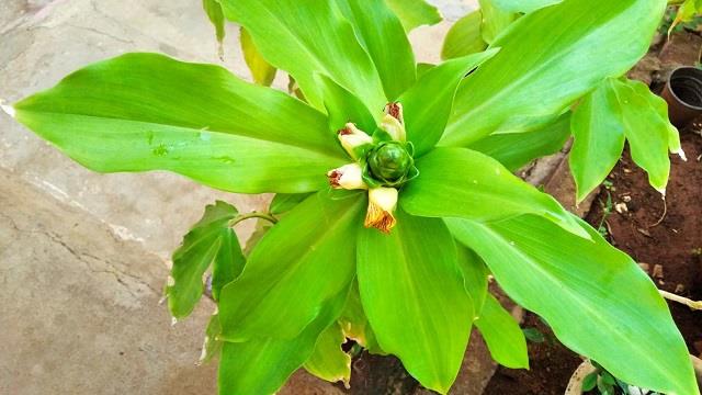 डायबिटीज के मरीजों के लिए खास पौधा, जानिए इंसुलिन प्लांट कैसे लगाएं