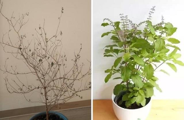 सर्दियों में सूख गया है तुलसी का पौधा तो हरा-भरा करने के लिए अपनाएं ये तरीके