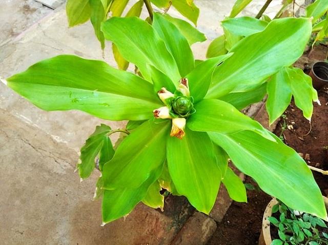 घर पर इंसुलिन प्लांट कैसे उगाएं, जानिए पूरी गाइड, फायदे और आसान देखभाल टिप्स