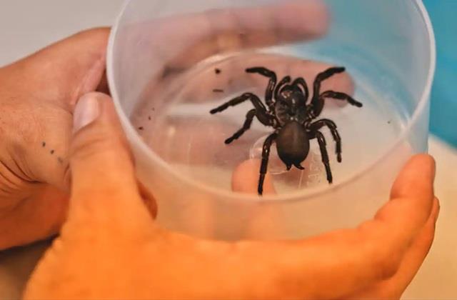 हार्ट मरीजों के लिए मकड़ी का जहर है वरदान, इससे होगा दिल के दौरे का इलाज !