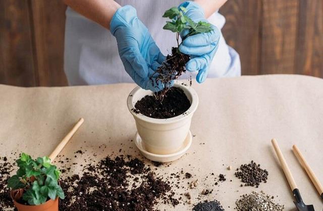 ग्रोथ बढ़ाने के चक्कर में न करें ये गलती, पौधों को हो सकता है नुकसान