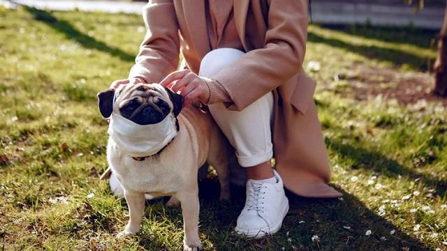 बढ़ता वायु प्रदूषण हमारे पालतू कुत्तों के लिए क्यों बन रहा खतरा