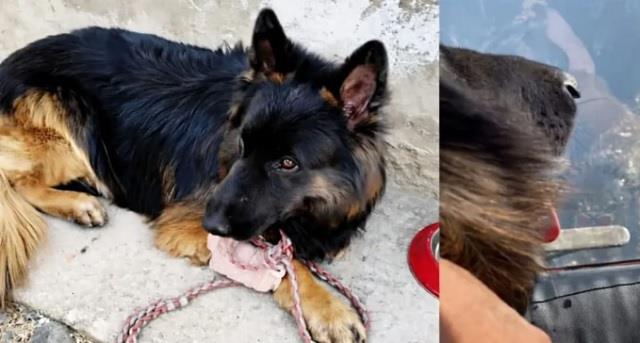 देश के लिए लहूलुहान हुआ ‘बहादुर आर्मी डॉग’, किश्तवाड़ में 3 आतंकियों तक ऐसे पहुंचाया जवानों को