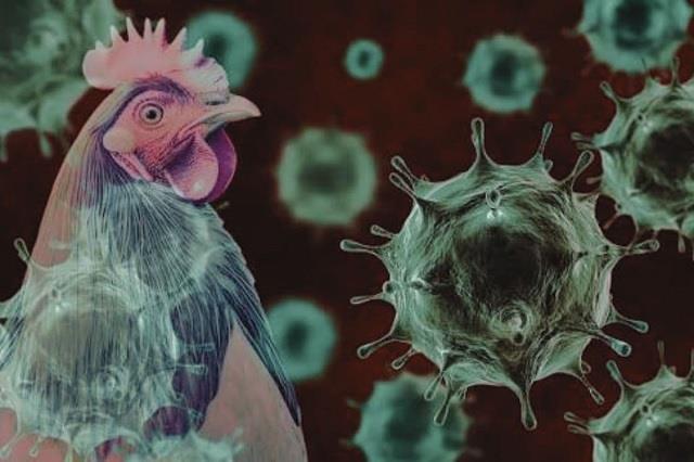 इन इलाकों में  फैला बर्ड फ्लू : 4575 मुर्गियां मारी गईं, इंसानों में कैसे फैलता है ये फ्लू
