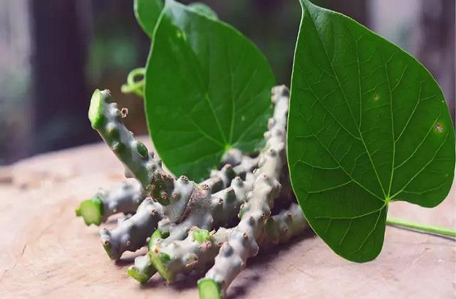 इम्युनिटी बढ़ाने से लेकर डेंगू-डायबिटीज तक कारगर है ये जड़ी-बूटी