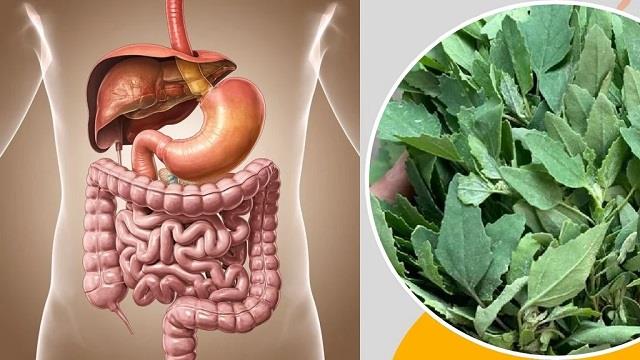 बथुआ फैटी लिवर को ठीक कर सकता है, जानिए रिसर्च क्या कहती है