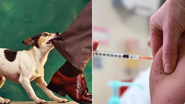 बढ़ रहे डॉग बाइट के मामले: चार महीनों में 4829 लोग कुत्तों के काटने का शिकार
