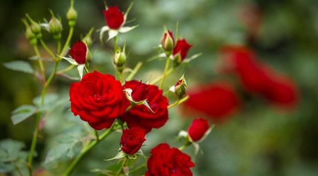 क्या आप जानते हैं गुलाब के ये 4 चौंकाने वाले हेल्थ बेनिफिट्स?