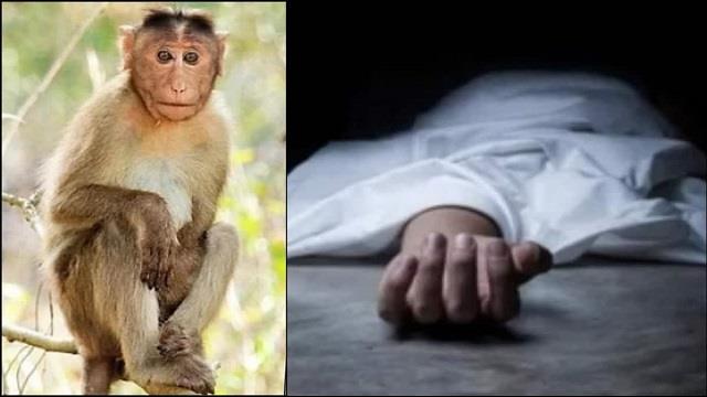 मंकी फीवर का कहर: युवा हो रहे वायरस का शिकार, ये लक्षण दिखें तो हो जाएं सतर्क