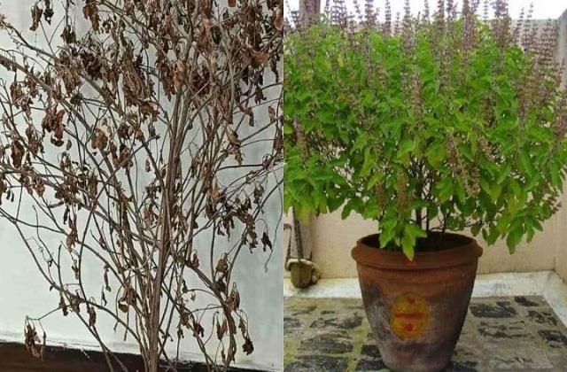 फरवरी के आखिर में मुरझा रहा तुलसी का पौधा तो अपनाएं ये घरेलू उपाय
