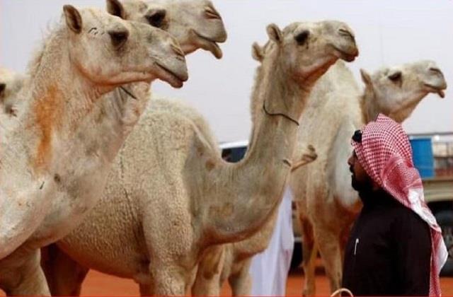 खूबसूरत होंठों के लिए ऊंटों को भी नहीं छोड़ा, करवा दिए Botox, खुली पोल हुआ भारी जुर्माना