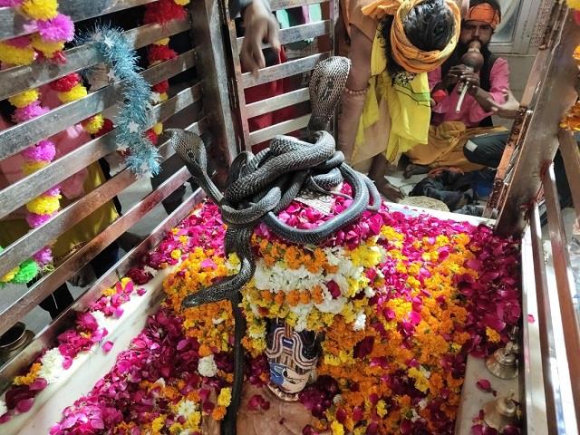 कानपुर का 200 साल पुराना मंदिर, जहां जीवित सांपों से होता है शिवलिंग का श्रृगांर