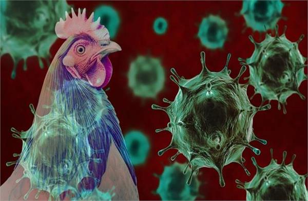 काेरोना, निपाह वायरस के बाद Bird Flu ने बढ़ाई चिंता,  चिकन और अंडा खाने वाले रहें Alert