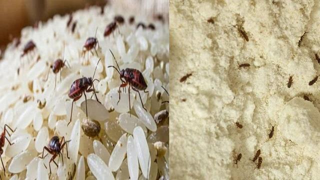 नहीं लगेंगे चावल और आटे में कीड़े, बस अपनाएं ये स्मार्ट स्टोरेज ट्रिक