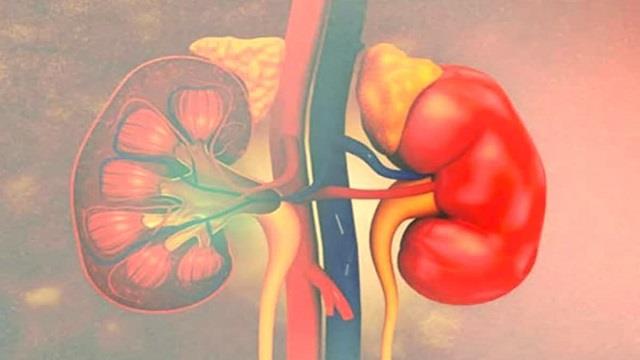 World Kidney Day: मृत डोनर की दोनों किडनी भी दे सकती हैं  मरीज को नई जिंदगी