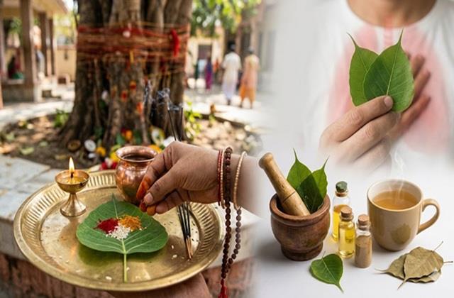 सिर्फ पूजा के लिए नहीं सेहत के लिए भी वरदान है इस पेड़ का पत्ता, लड़ता है कई बीमारियों से