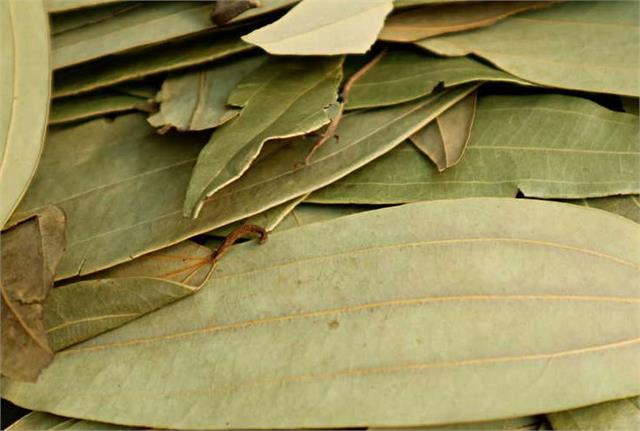 सिर्फ मसाला नहीं, सेहत का खजाना है ये खास पत्ता! शुगर से पाचन तक देता है जबरदस्त फायदे