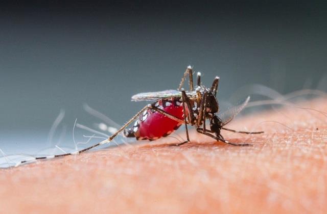 World Malaria Day आज; जानिए थीम और क्यों खास है ये दिन
