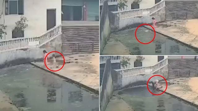 नाले में गिरते बच्चे को 60 साल के बुजुर्ग ने बचाया, देखें दिल दहलाने वाला वीडियो