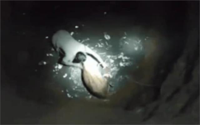 दर्द से कराह रही थी गाय, आधी रात 100 फीट गहरे कुएं में कूद गए थाना प्रभारी, बचाई  जान - midnight rescue sho jumps 100 feet deep well to save cow-mobile