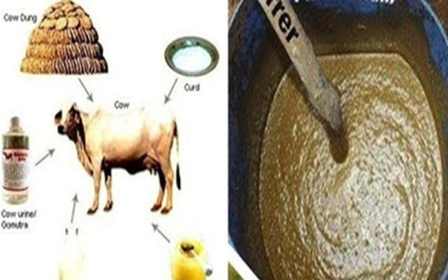 शरीर के लिए 'फिल्टर' का काम करता है गाय की 5 चीजों से बना पंचगव्य, बुजुर्ग सालों  से कर रहे इस्तेमाल