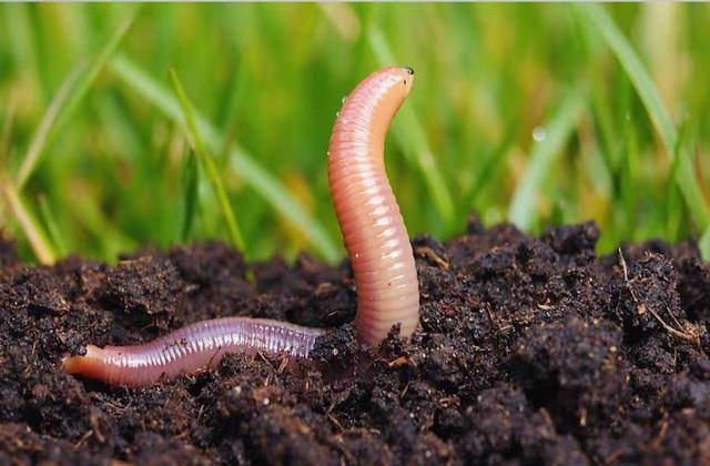 नाक से निकला 1 इंच लंबा कीड़ा, महिला को देख डॉक्टर्स भी हुए हैरान