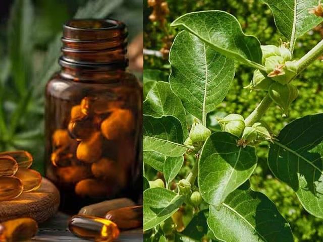 सप्लीमेंट्स में अश्वगंधा के पत्तों पर सरकार की रोक, FSSAI का बड़ा फैसला