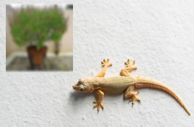 घर में लगाएं ये पौधा, खुद ही भाग जाएंगी सारी छिपकलियां