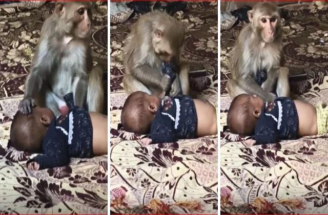 बंदरिया ने 3 महीने की मासूम को घर से उठाया, बंधक बनाकर 1.5 घंटे तक किया प्यार- दुलार