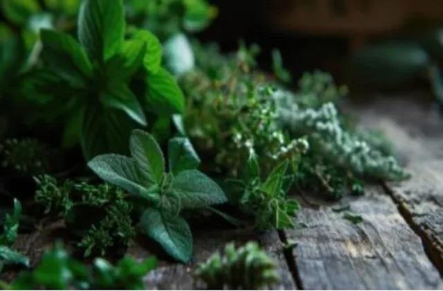 गर्मी में पेट और स्किन को ठंडा रखने वाले 6 सुपरहिट हरे पत्ते