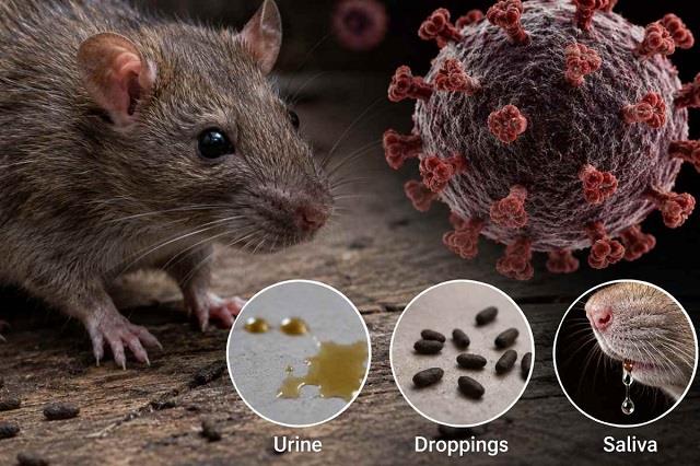 कोरोना के बाद चूहों से इंसानों तक पहुंचा खतरनाक Hantavirus, कई देशों में अलर्ट!