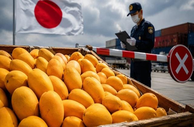 20 साल बाद Japan ने लगाया भारतीय आम पर Ban , बात टिकी विश्वास पर