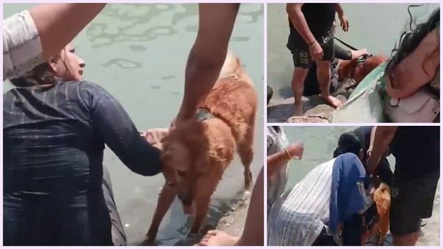 हरिद्वार गंगा घाट पर कुत्ते को नहलाने पर विवाद, विरोध करने पर भड़की महिला