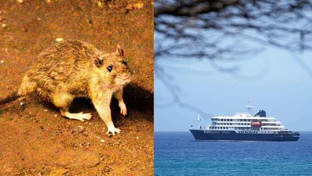 क्या है हंता वायरस, जिसने ली 3 लोगों की जान? ऐसे पहचानें इसके लक्षण