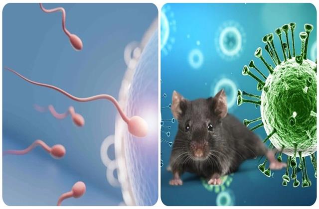 इन्फेक्शन खत्म होने के बाद भी जिंदा रहता है Hantavirus, सालों तक नहीं निकलता पुरुषों के स्पर्म से : Study